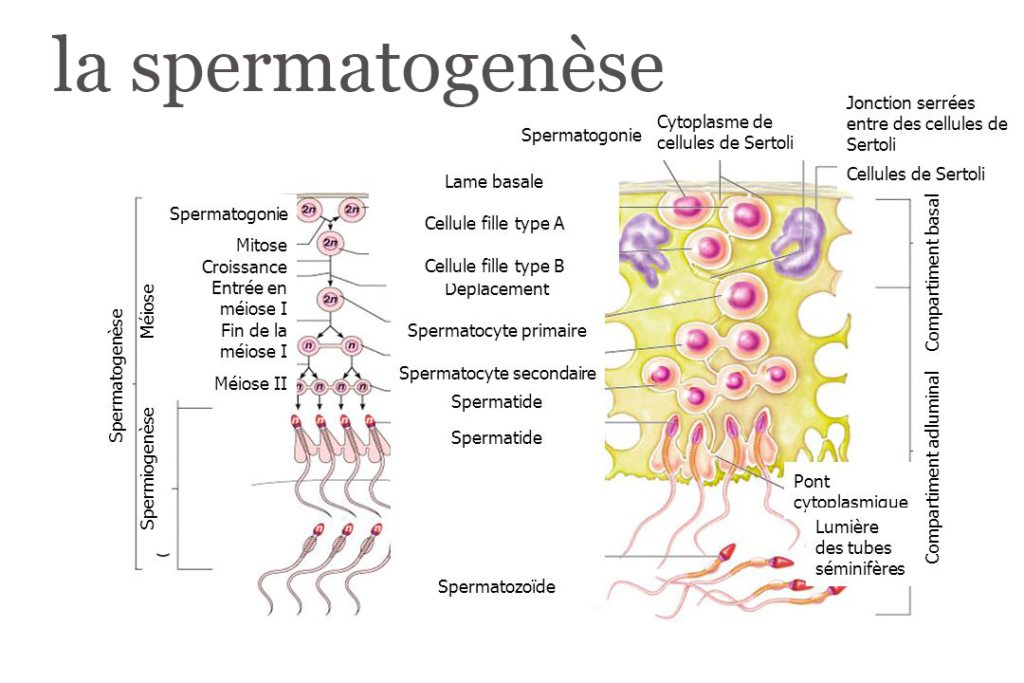 Theories Fumeuses Pour Choisir Et Predire Le Sexe Du Futur Bebe D Apres Les Proprietes Des Spermatozoides Milestory